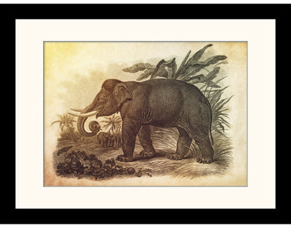 Asiatic Elephant Print