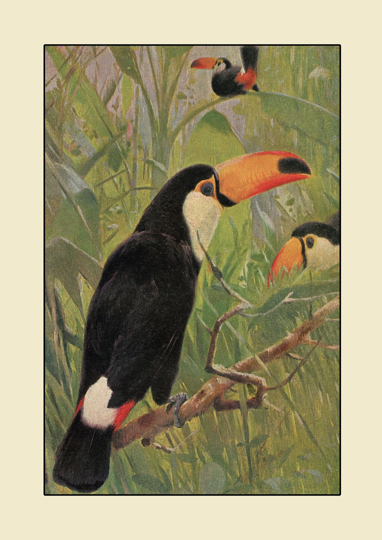 Toucan Print – antique art print from Ninska Designs