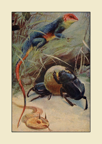 Agama Lizard, Dung Beetle & Horned Viper Print – antique art print from Ninska Designs