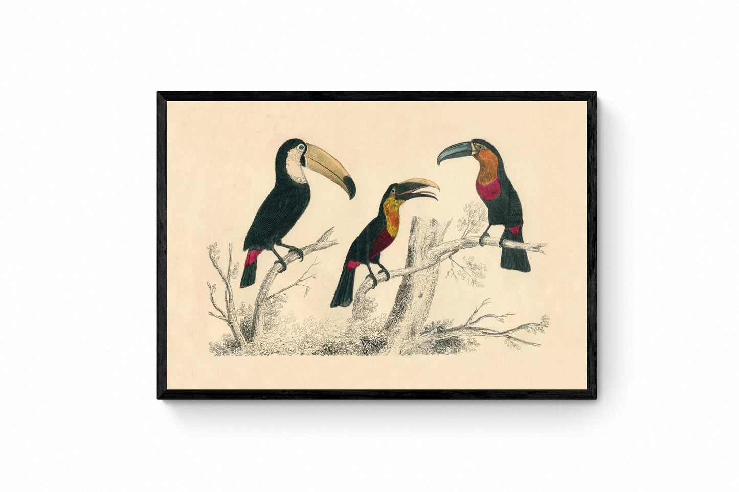 Toucans Print