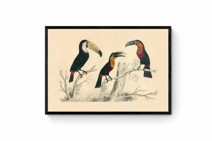 Toucans Print
