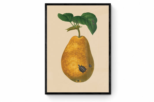 Tortoises on Pear Print