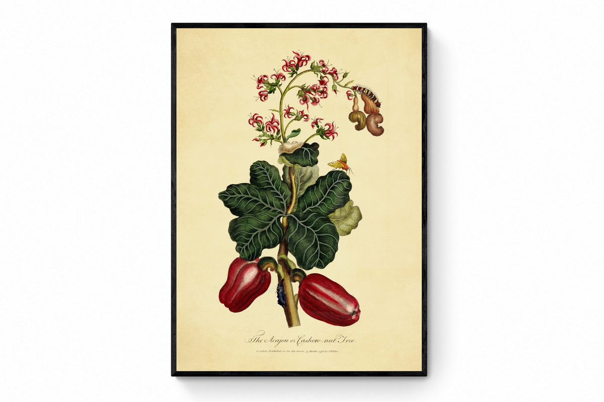 The Acajou or Cashew Nut Tree Print