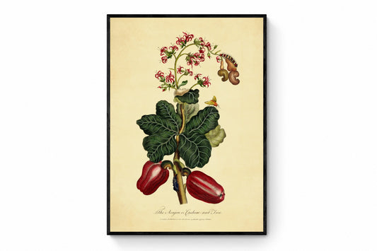 The Acajou or Cashew Nut Tree Print