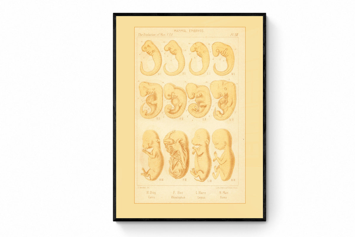 Mammal Embryos Print