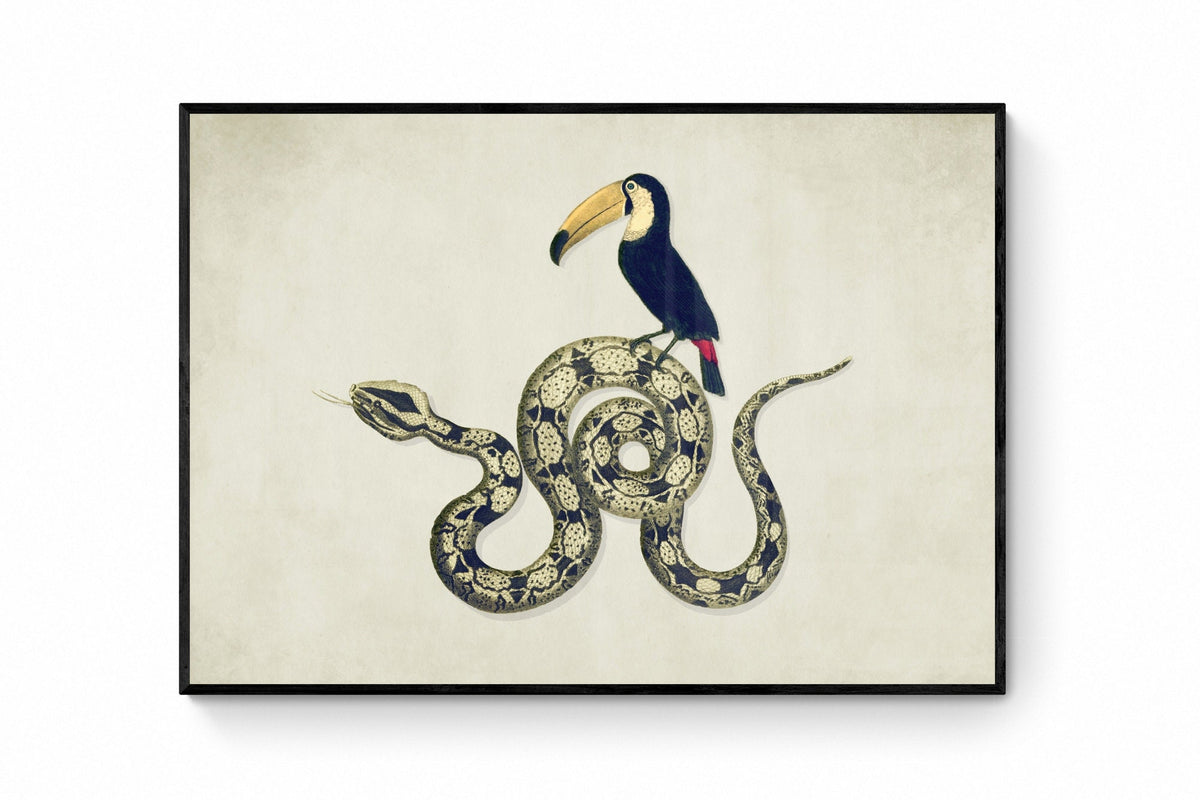 Toucan and Snake Print ‚Äì antique art print from Ninska Designs