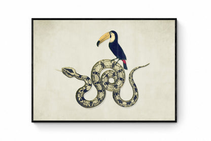 Toucan and Snake Print ‚Äì antique art print from Ninska Designs