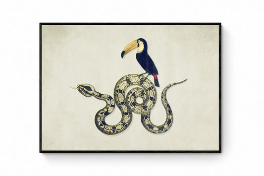 Toucan and Snake Print – antique art print from Ninska Designs