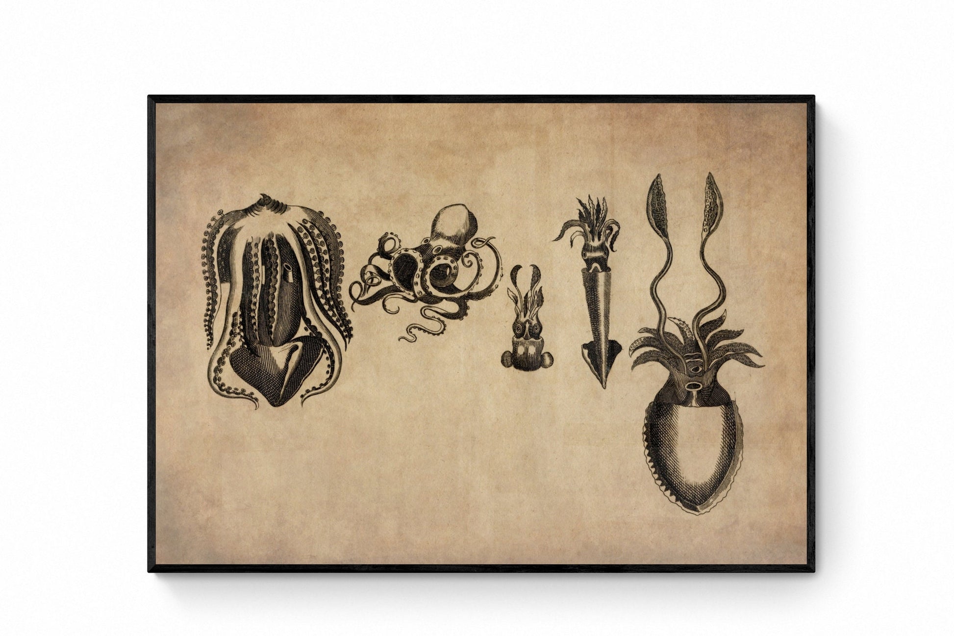 Cuttlefish Print – antique art print from Ninska Designs