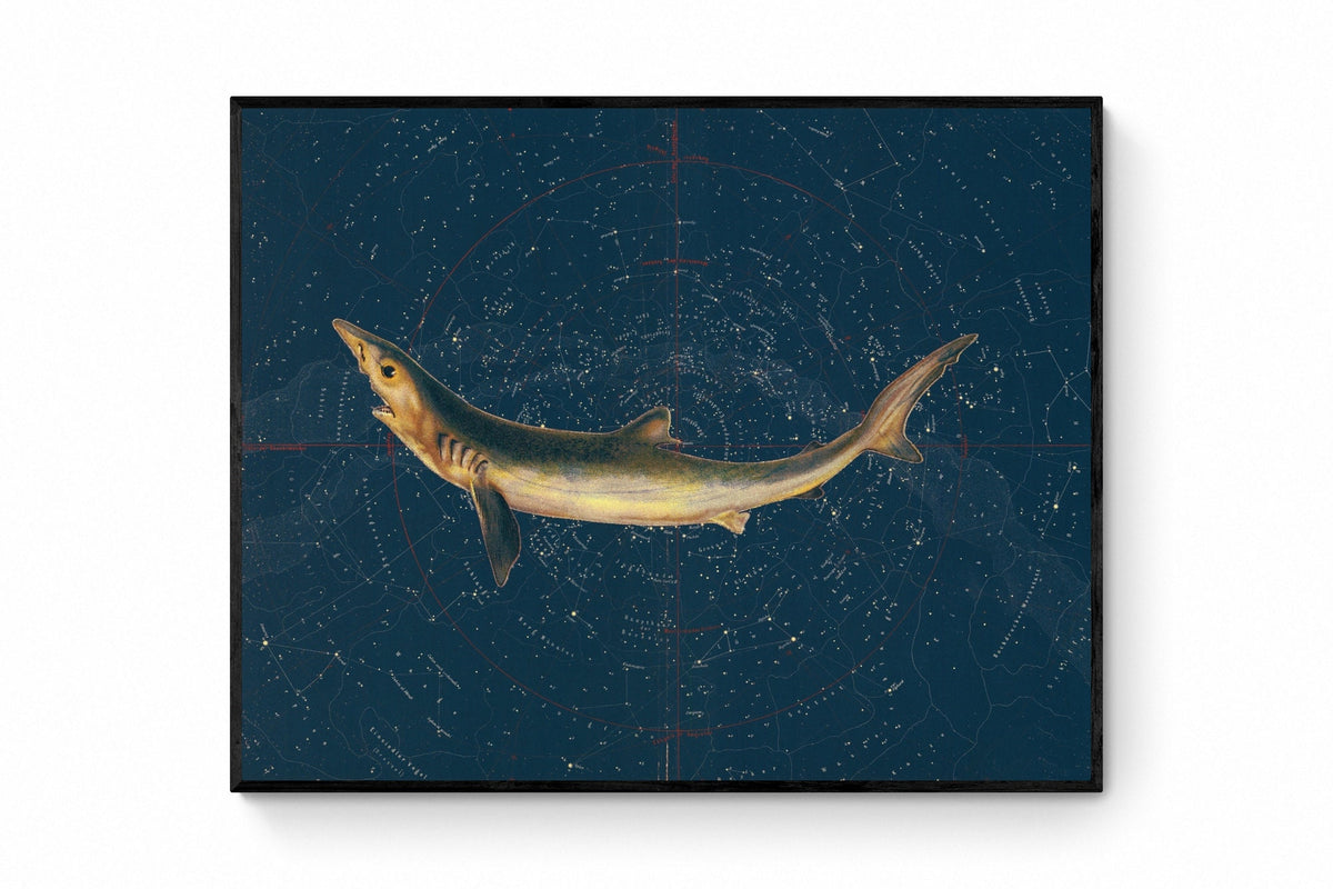 Celestial Shark Print ‚Äì antique art print from Ninska Designs