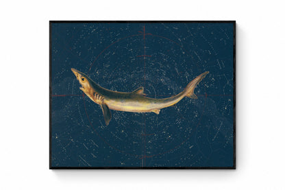 Celestial Shark Print ‚Äì antique art print from Ninska Designs