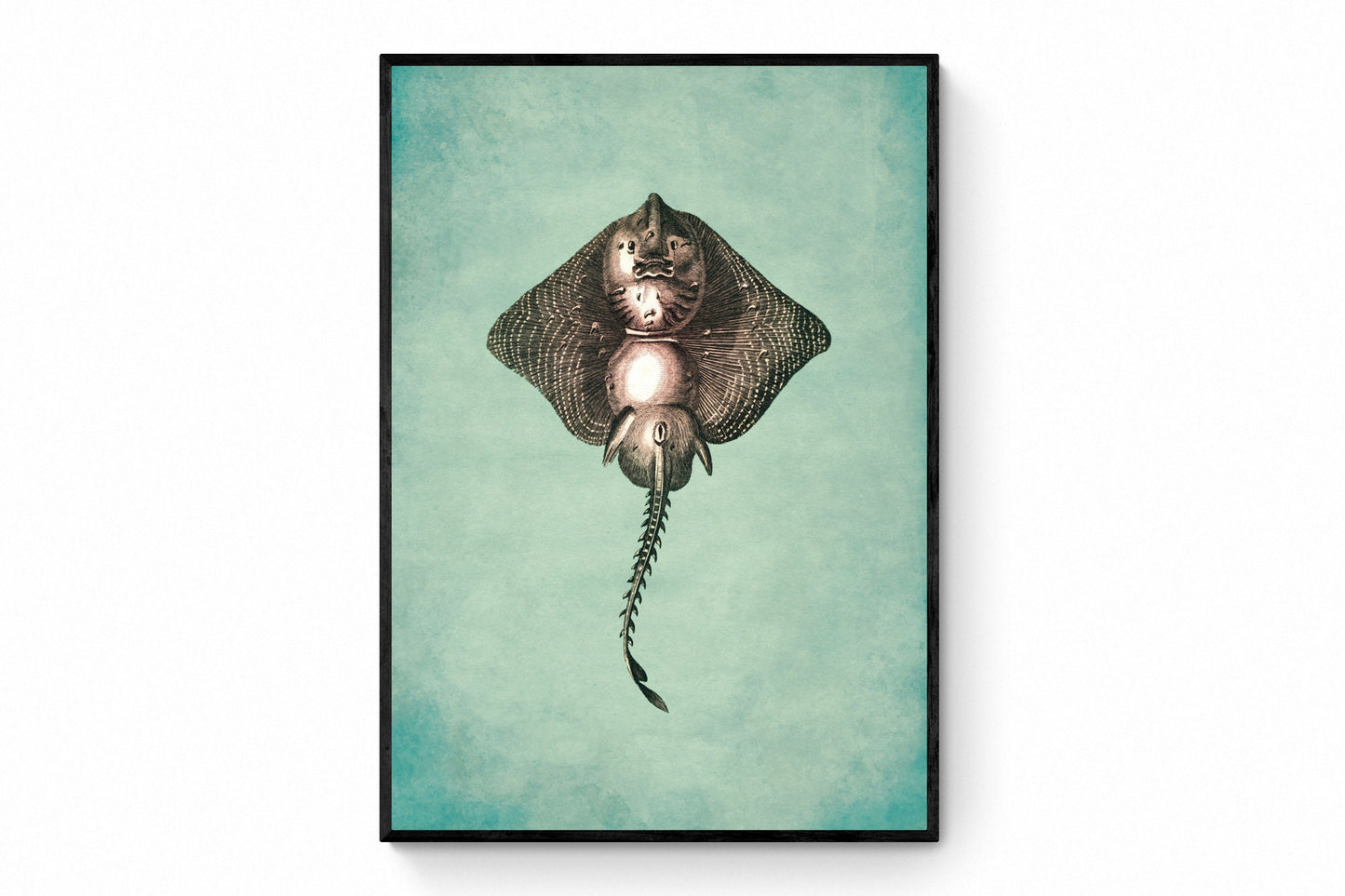 Thornback Ray Print – antique art print from Ninska Designs