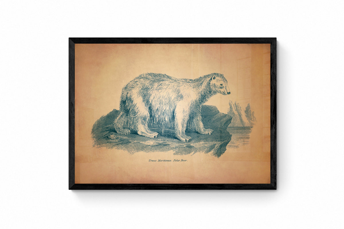 Polar Bear Print