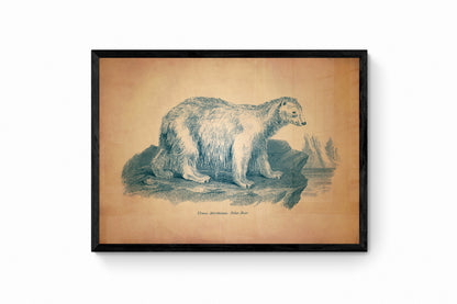 Polar Bear Print