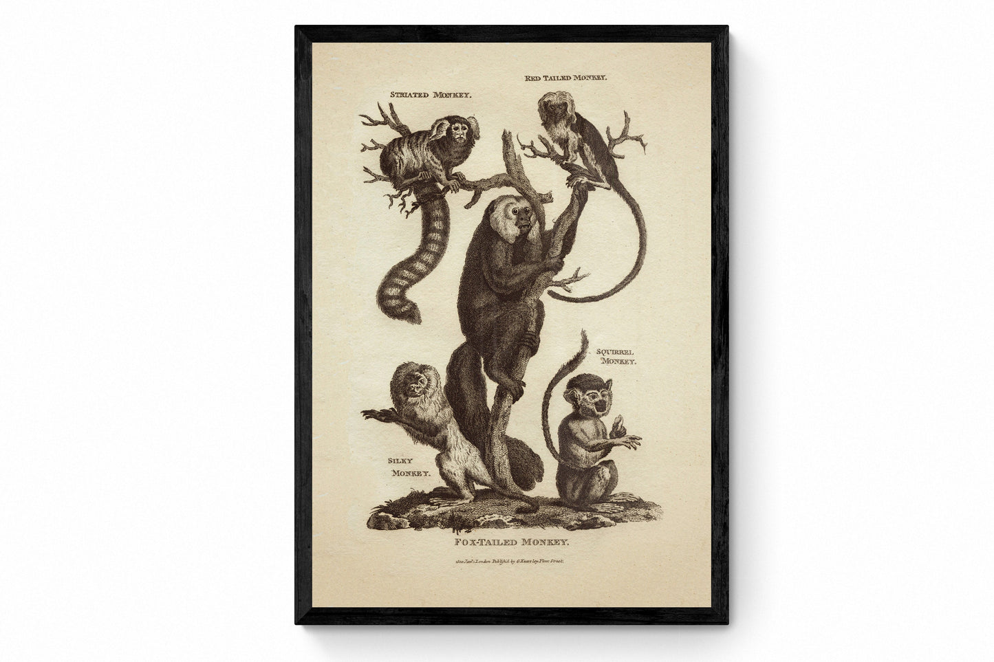 Monkeys Print