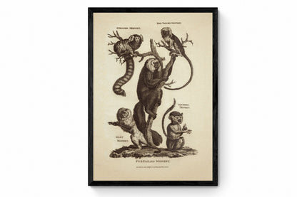 Monkeys Print