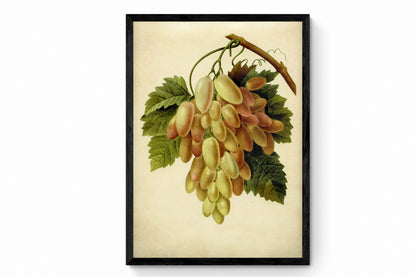 Grapes Print