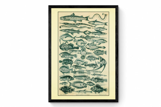 Fish Print