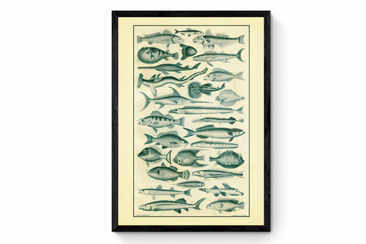 Fish Print