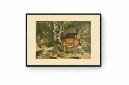 Fallow Deer Print
