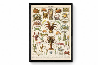Crustaceans Print