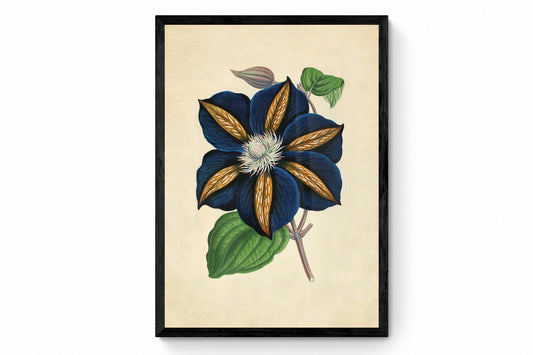 Clematis