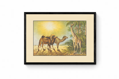 Camel, Dromedary, Giraffe Print