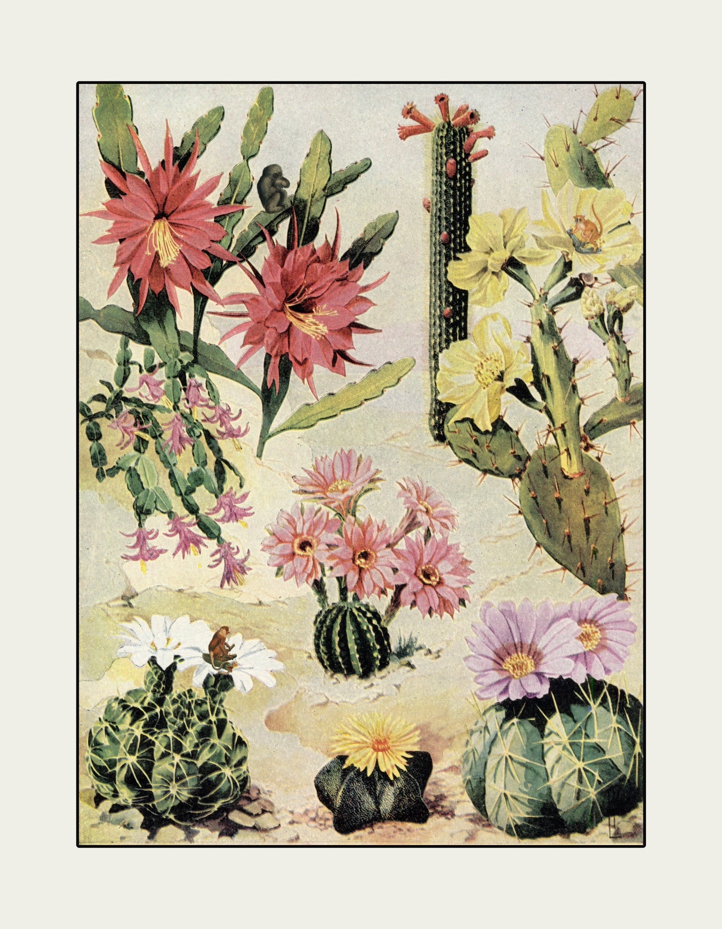Cactus Jungle