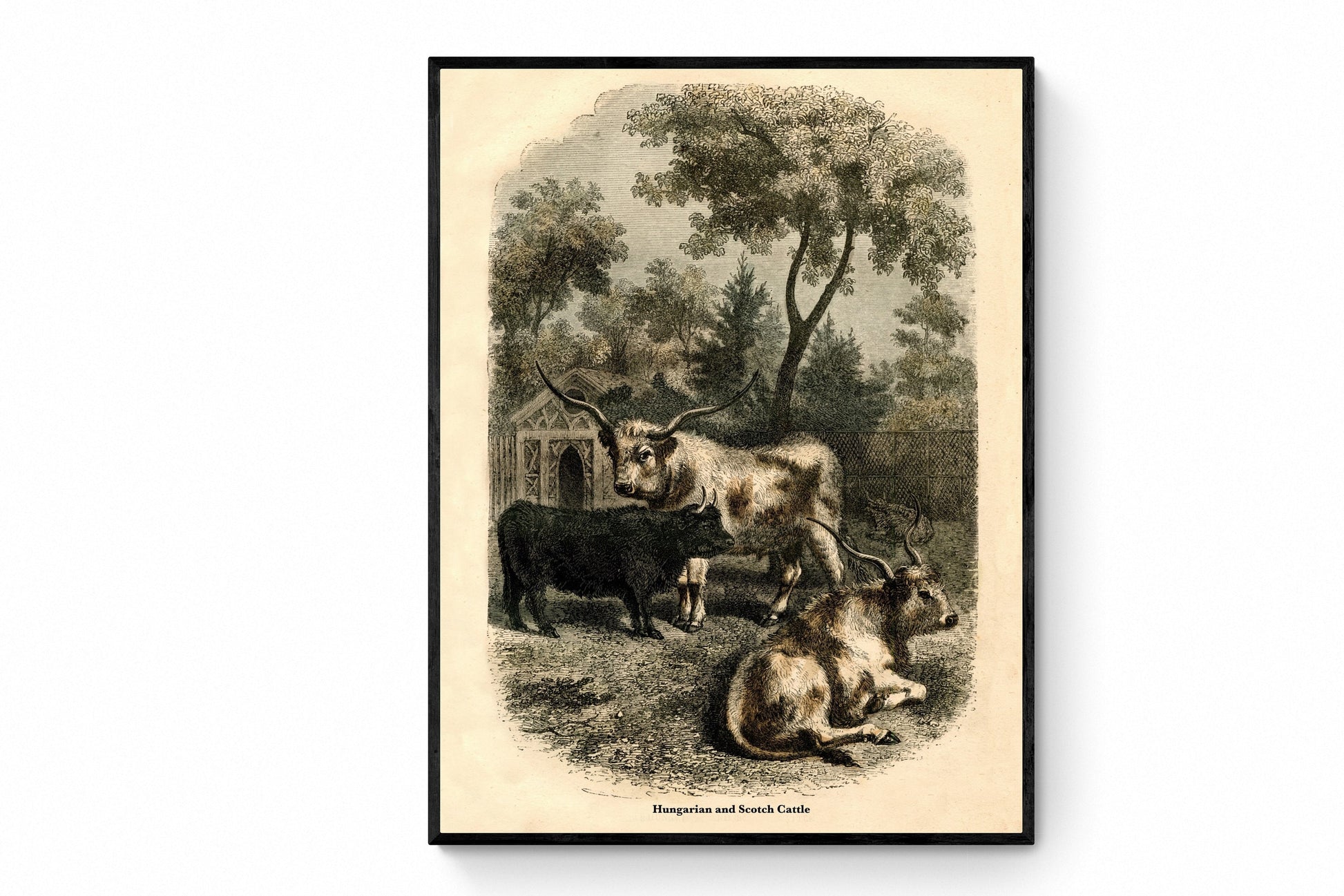 Hungarian & Scotch Cattle - farm prints- farm art- cows - Antique Art Reproduction - Vintage Wall Art - Retro Wall Decor - Available Framed