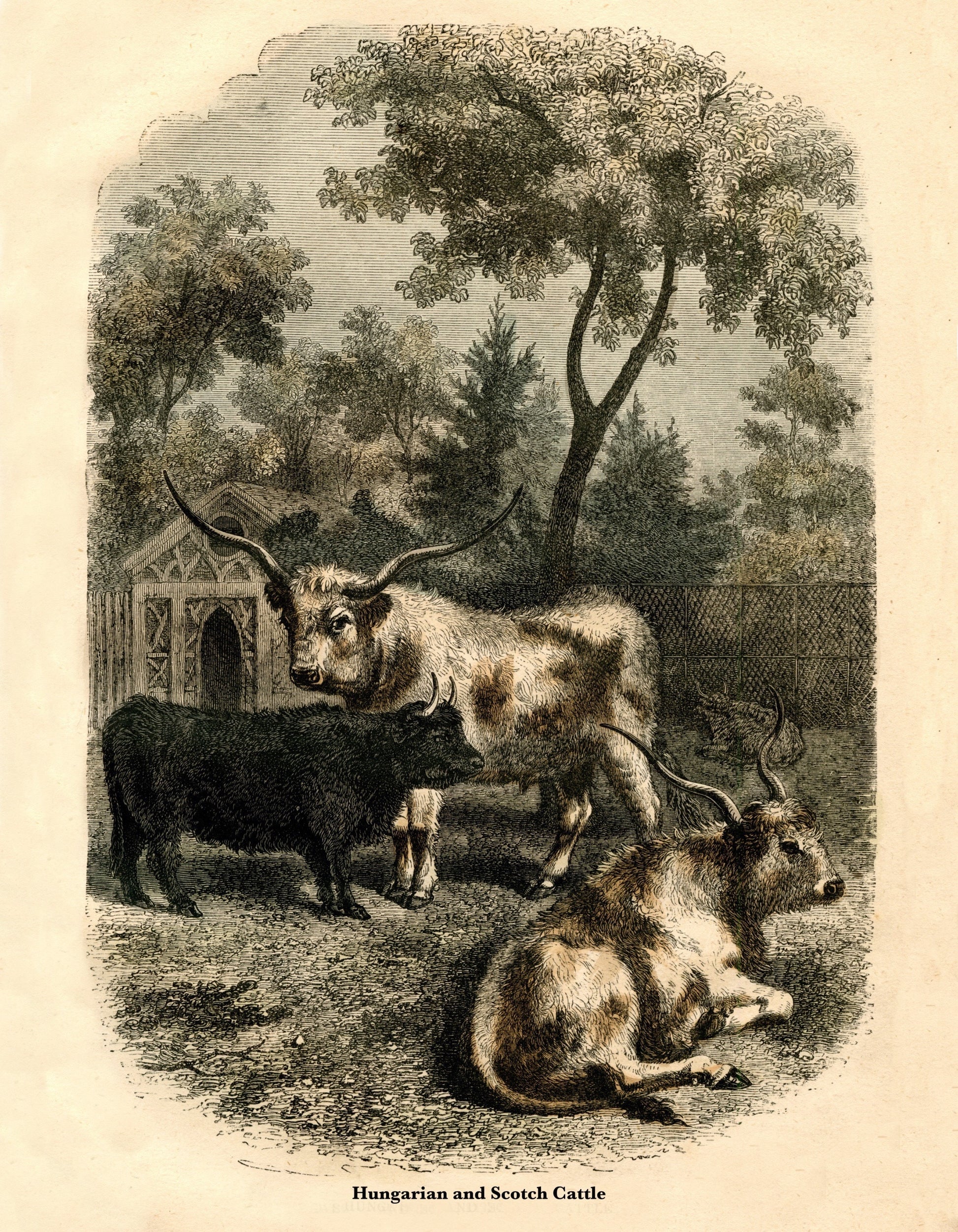 Hungarian & Scotch Cattle – antique art print from Ninska Designs