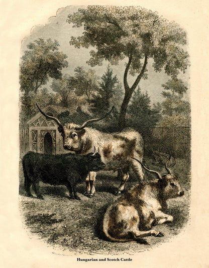 Hungarian & Scotch Cattle – antique art print from Ninska Designs