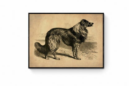 Collie or Sheep Dog – antique art print from Ninska Designs