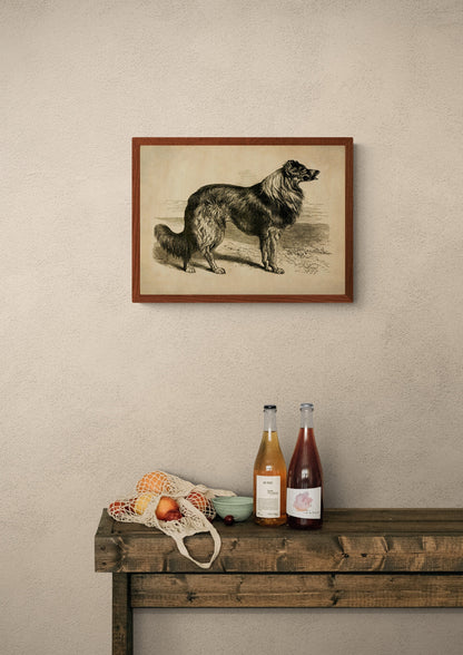 Collie or Sheep Dog - Antique Art Reproduction - Sheep Farmer - Country Decor - Vintage Wall Art - Available Framed