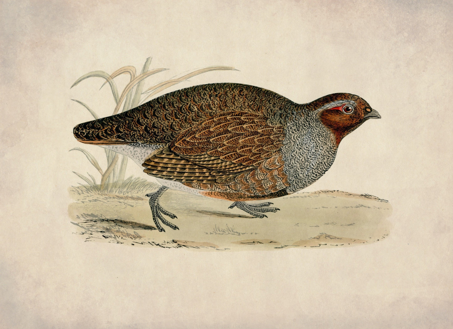 Partridge Print – antique art print from Ninska Designs