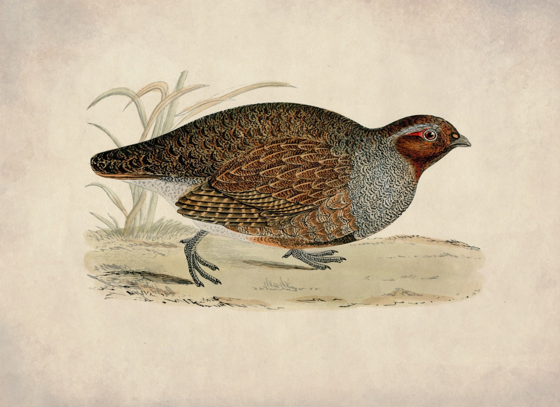 Partridge Print – antique art print from Ninska Designs