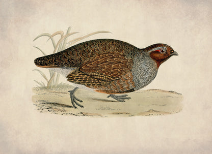 Partridge Print – antique art print from Ninska Designs