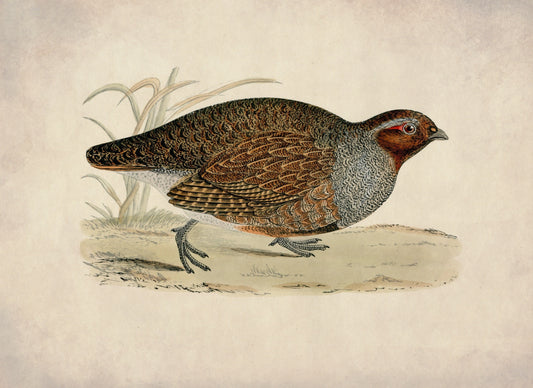 Partridge Print – antique art print from Ninska Designs