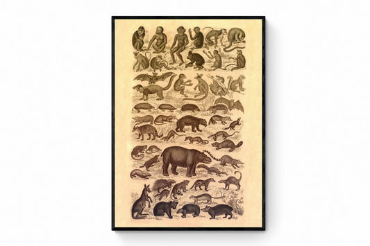 Mammal Poster Print – antique art print from Ninska Designs