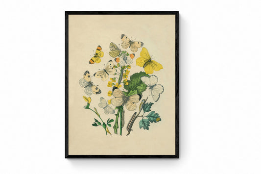 Butterfly Botanical Print - Antique Art Reproduction - Lepidoptera - Entomology - Insect Art - Moth - Available Framed