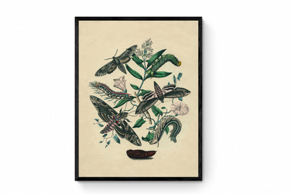Moth Botanical Print - Antique Art Reproduction - Lepidoptera - Entomology - Insect Art - Moth - Available Framed