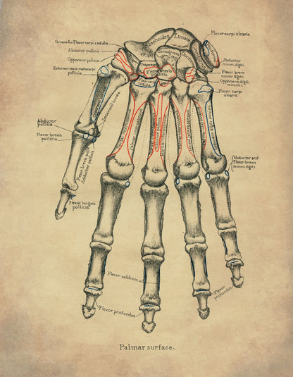 Hand Bones Print