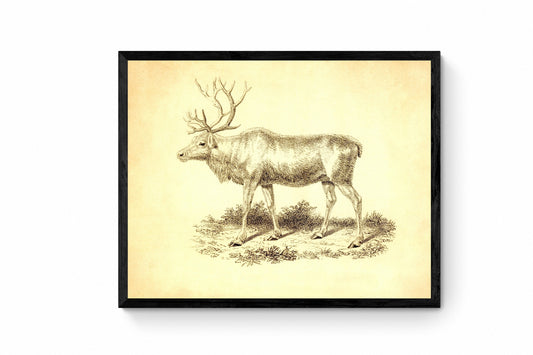 Reindeer Print