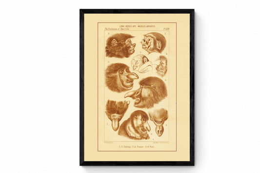 Proboscis Monkey Print
