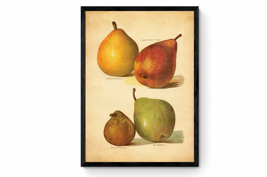 Pears Print