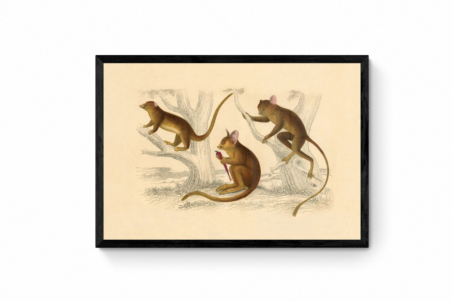 Little Galago, Podje Tarsier & Senegal Galago Print