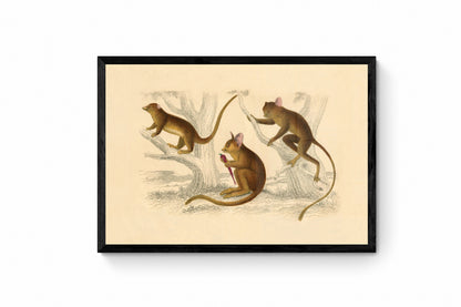 Little Galago, Podje Tarsier & Senegal Galago Print