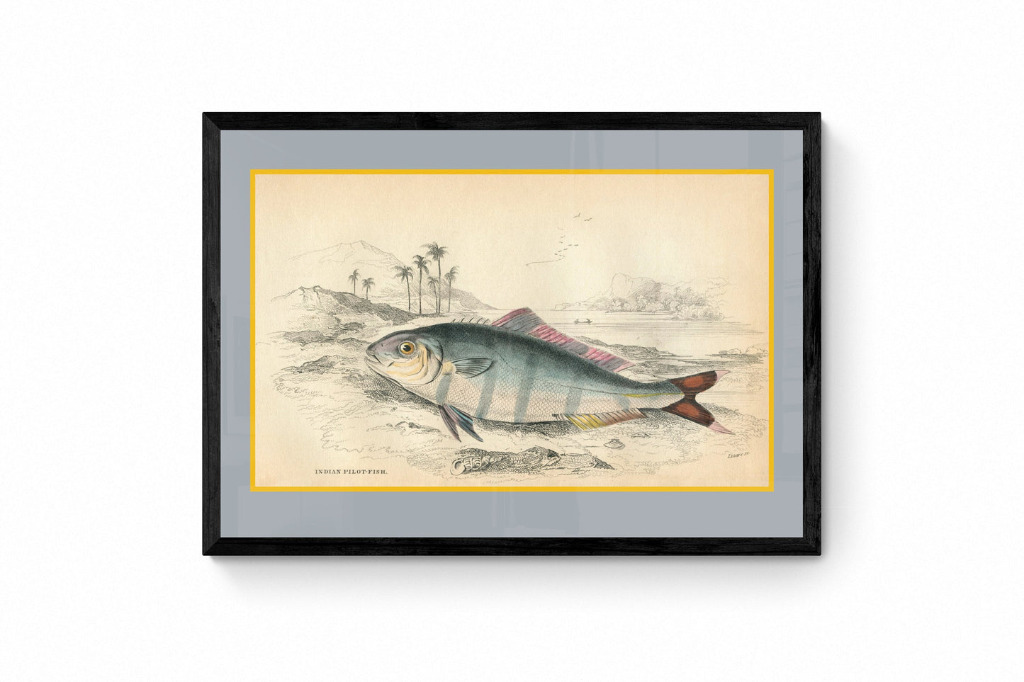 Indian Pilot Fish Print