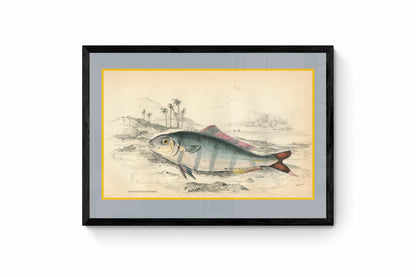 Indian Pilot Fish Print