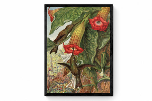 Hummingbird fertilising a Brugmansia Print