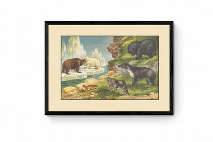 Grizzly Bear, Polar Bear, Fox, Wolf, Sloth Bear, Malayan Sun Bear